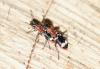 Thanasimus formicarius